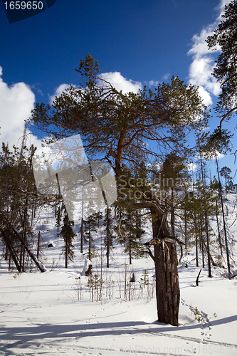 Image of An unusual pine tree in winter forest
