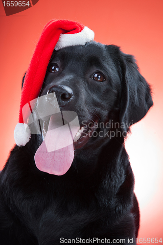 Image of black labrador retriever wearing red cap of santa