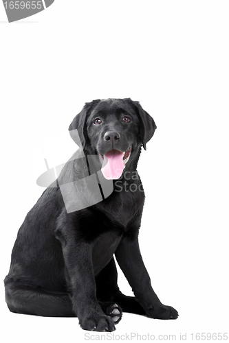 Image of Black Labrador retriever