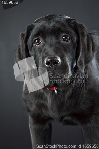 Image of black labrador retriever