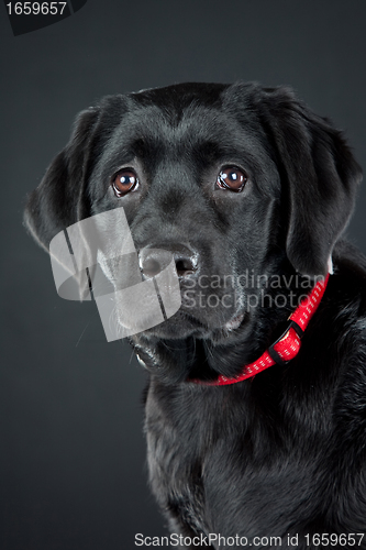 Image of black labrador retriever