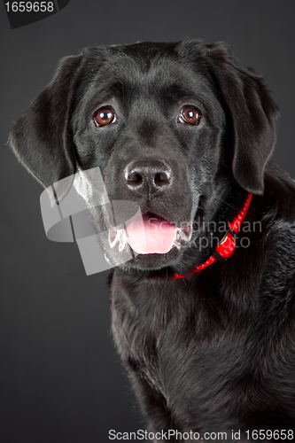 Image of black labrador retriever