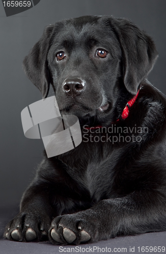 Image of black labrador retriever