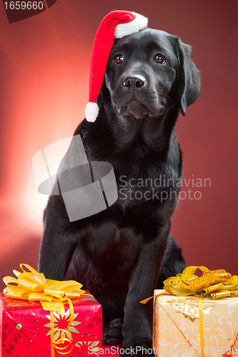 Image of black labrador retriever wearing red cap of santa