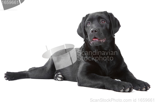 Image of Black Labrador retreiver lying on isolated  white