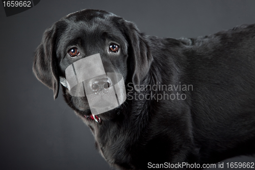 Image of black labrador retriever