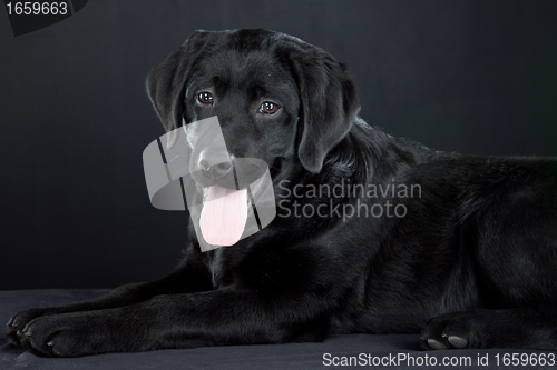 Image of black labrador retriever