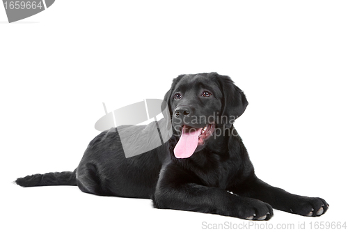 Image of Black Labrador retreiver lying on isolated  white