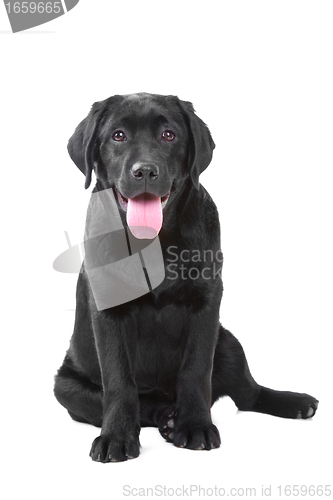 Image of Black Labrador retriever