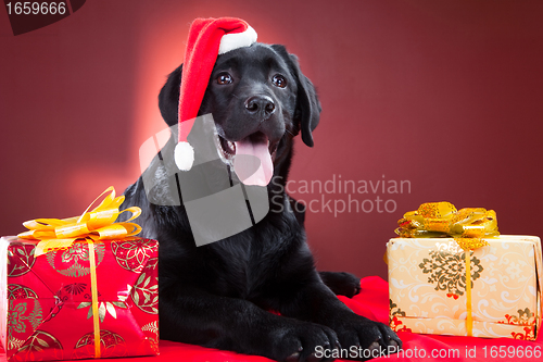 Image of black labrador retriever wearing red cap of santa