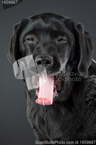 Image of black labrador retriever