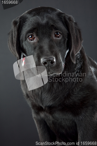 Image of black labrador retriever
