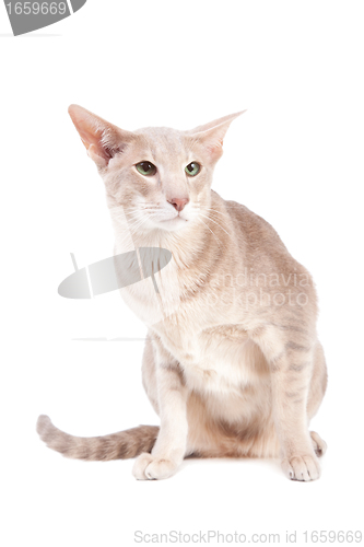 Image of oriental cat sitting on isolated  white