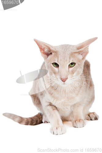 Image of oriental cat sitting on isolated  white