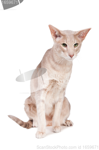 Image of oriental cat sitting on isolated  white