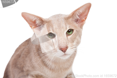 Image of oriental cat sitting on isolated  white