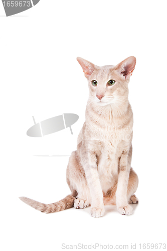 Image of oriental cat sitting on isolated  white