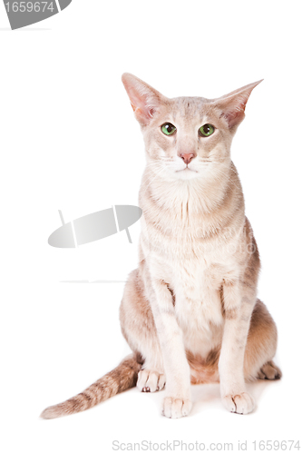 Image of oriental cat sitting on isolated  white