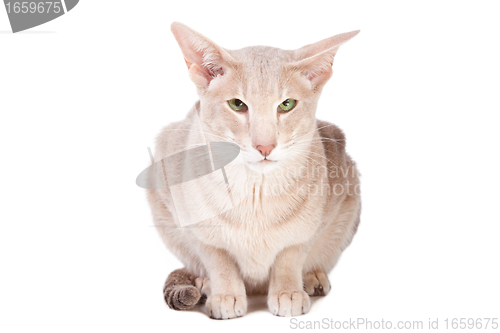 Image of oriental cat sitting on isolated  white