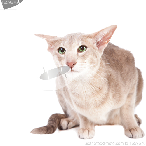 Image of oriental cat sitting on isolated  white