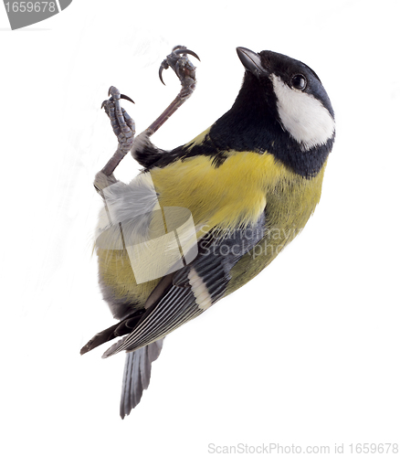 Image of titmouse weighs in air