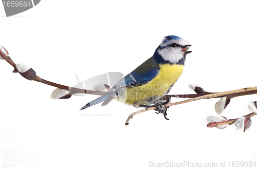 Image of titmouse on the eve of spring 2