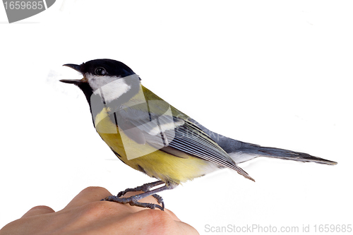Image of the inspired titmouse 3