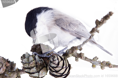 Image of willow tit on a larch branch