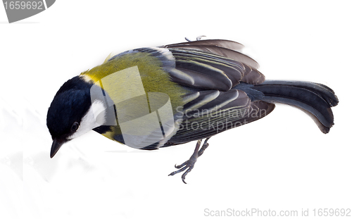 Image of over a titmouse