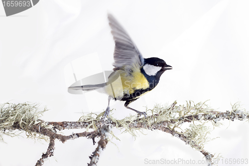 Image of the inspired titmouse