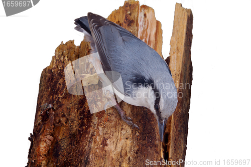 Image of nutcracker  on a log