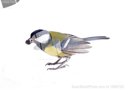 Image of feeding of birds