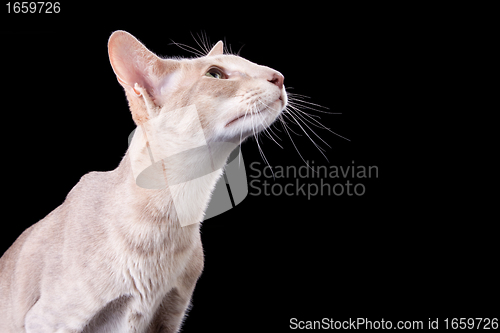 Image of oriental cat sitting on isolated  black