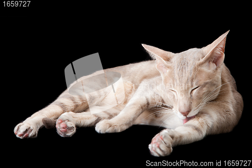 Image of oriental cat washing by tongue on black