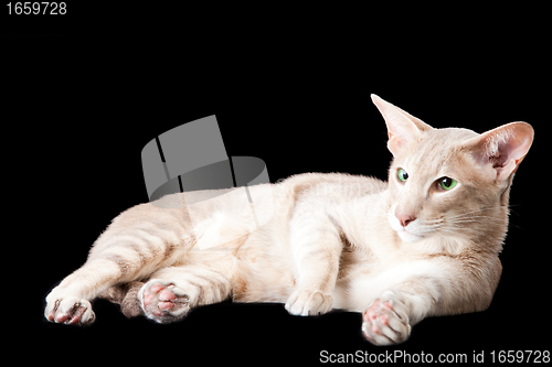 Image of oriental cat lying on black