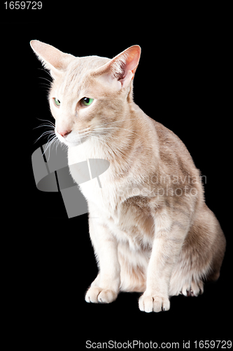 Image of oriental cat sitting on black