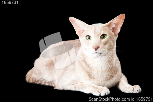 Image of oriental cat lying on black