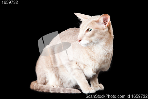 Image of oriental cat sitting on black