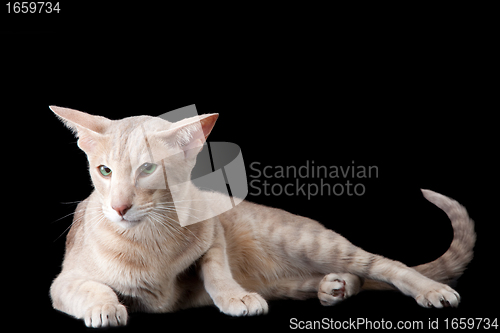 Image of oriental cat lying on black