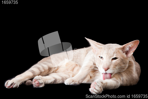 Image of oriental cat washing by tongue on black