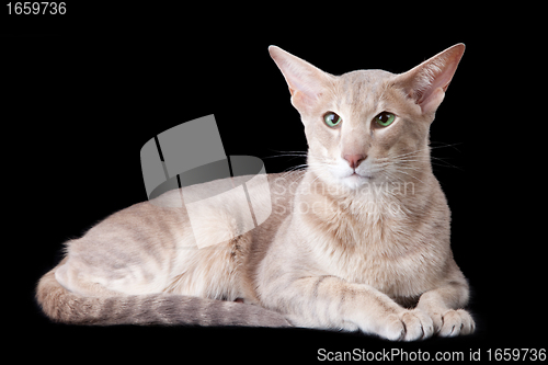 Image of oriental cat lying on black