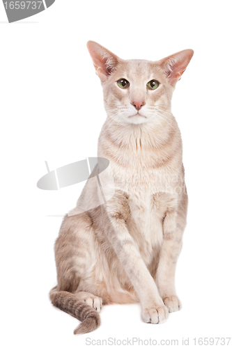 Image of oriental cat sitting on isolated  white