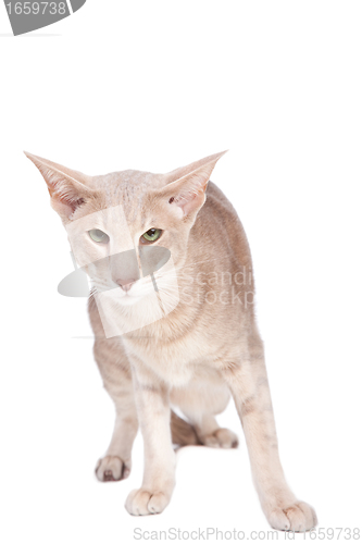 Image of oriental cat hunting on isolated  white