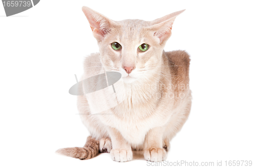 Image of oriental cat sitting on isolated  white