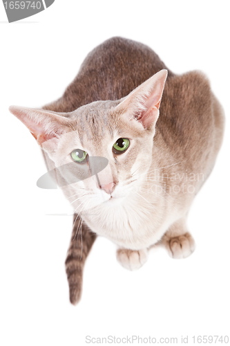 Image of oriental cat sitting on isolated  white