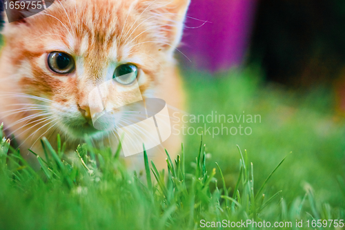 Image of Young kitten is hunting on green grass