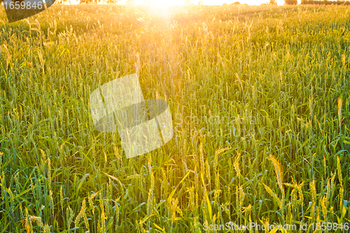 Image of green wheat field