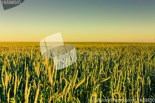 Image of Green barley ears