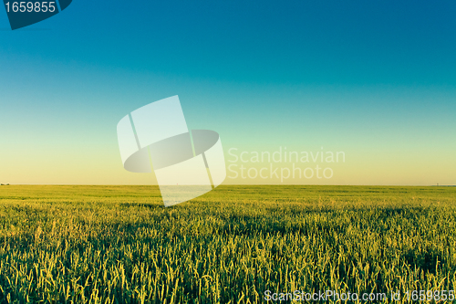 Image of Green barley ears