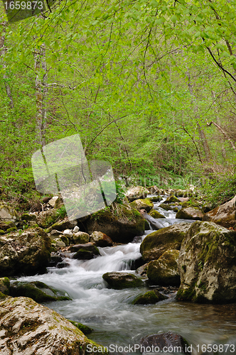 Image of Forest spring